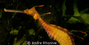 weedy sea dragon by Andre Rhonnie 